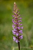 _16C7235 Fragrant Orchid